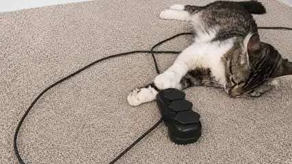 Equatorial Piauí orienta como proteger pets de acidentes com energia elétrica em casa