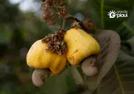 Homem morre engasgado com pedaço de caju na cidade de Arraial do Piauí