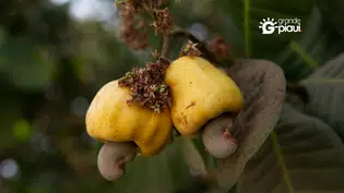 Homem morre engasgado com pedaço de caju na cidade de Arraial do Piauí