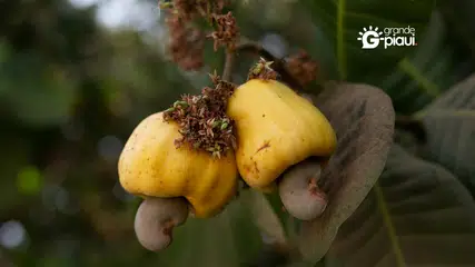 Homem morre engasgado com pedaço de caju na cidade de Arraial do Piauí