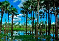 Piauí é o maior produtor de pó de carnaúba do País com 8.492 toneladas só em 2025
