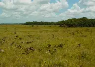 MPF pede que Alepi ouça povos indígenas antes de votar o zoneamento do Cerrado