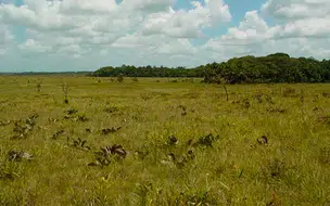 MPF pede que Alepi ouça povos indígenas antes de votar o zoneamento do Cerrado