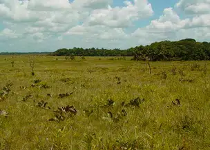 MPF pede que Alepi ouça povos indígenas antes de votar o zoneamento do Cerrado