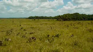 MPF pede que Alepi ouça povos indígenas antes de votar o zoneamento do Cerrado