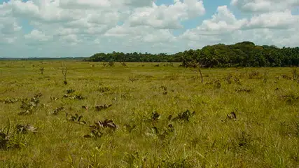 MPF pede que Alepi ouça povos indígenas antes de votar o zoneamento do Cerrado
