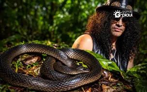 Nova espécie de cobra da Nova Guiné é batizada em homenagem a Slash