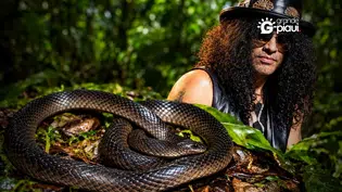 Nova espécie de cobra da Nova Guiné é batizada em homenagem a Slash