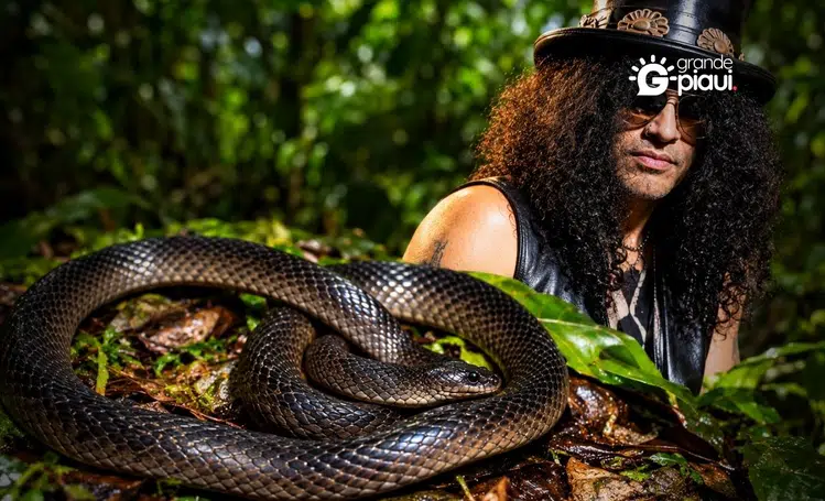 Nova espécie de cobra da Nova Guiné é batizada em homenagem a Slash