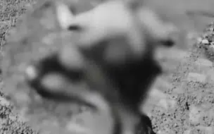 Jovem é morto a tiros na zona rural de Floriano