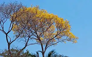 Ipê-amarelo se torna símbolo da prevenção ao suicídio no Piauí através de Lei